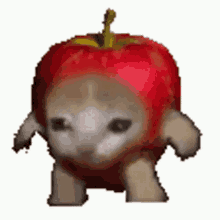 apple cat bouncing around :3